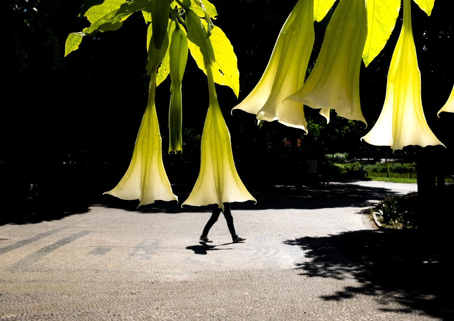 A silhouetted figure walks beneath enormous angel's trumpet flowers glowing yellow-green in strong backlighting. Photograph by Gil Ribeiro.